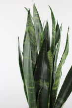 Load image into Gallery viewer, Sansevieria trifasciata &#39;Black Coral&#39;
