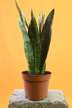 Load image into Gallery viewer, Sansevieria trifasciata &#39;Black Coral&#39;
