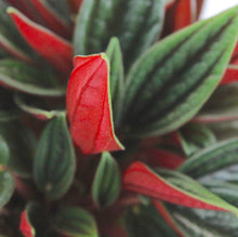 Load image into Gallery viewer, Peperomia &#39;Eden Rosso&#39;
