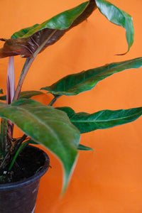 Philodendron 'Weeks Red' Hybrid