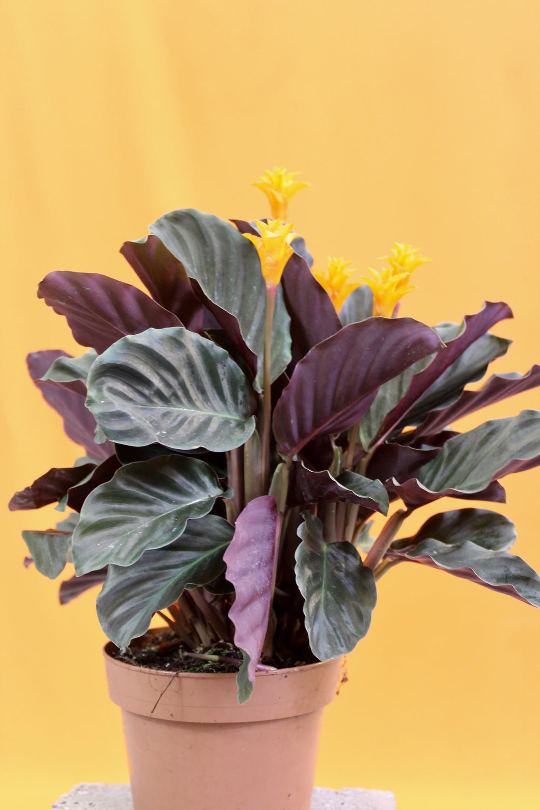 Calathea crocata