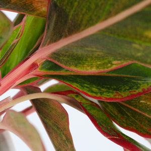 Aglaonema commutatum 'Crete'