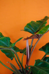 Philodendron 'Weeks Red' Hybrid