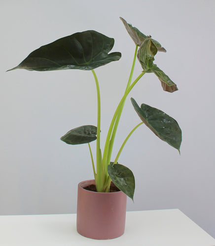 Alocasia wentii - Hardy Elephant Ear