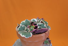 Load image into Gallery viewer, Saxifraga stolonifera - Mother of thousands
