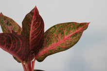 Load image into Gallery viewer, Aglaonema &#39;Prosperity&#39;
