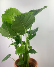 Load image into Gallery viewer, Alocasia gageana
