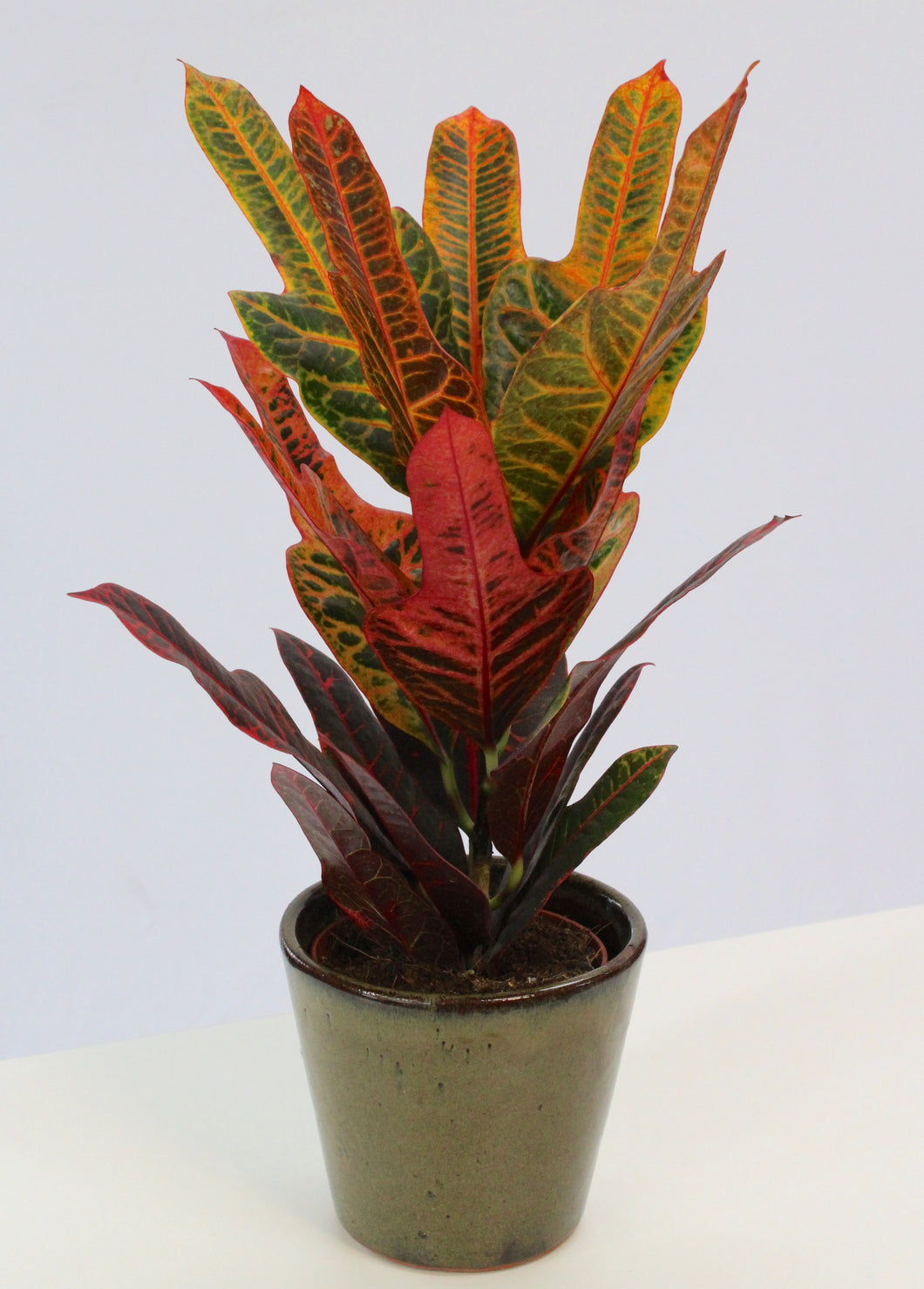 Buy Codiaeum variegatum var. pictum 'Excellent' Houseplant - Express UK ...