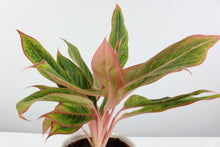 Load image into Gallery viewer, Aglaonema &#39;Golden Lipstick&#39;
