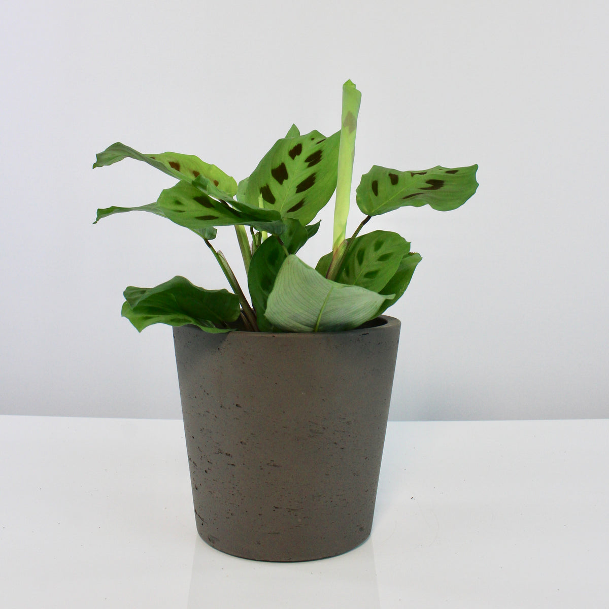 Buy Mini Bucket ceramic pot - Express UK Delivery – Root Houseplants