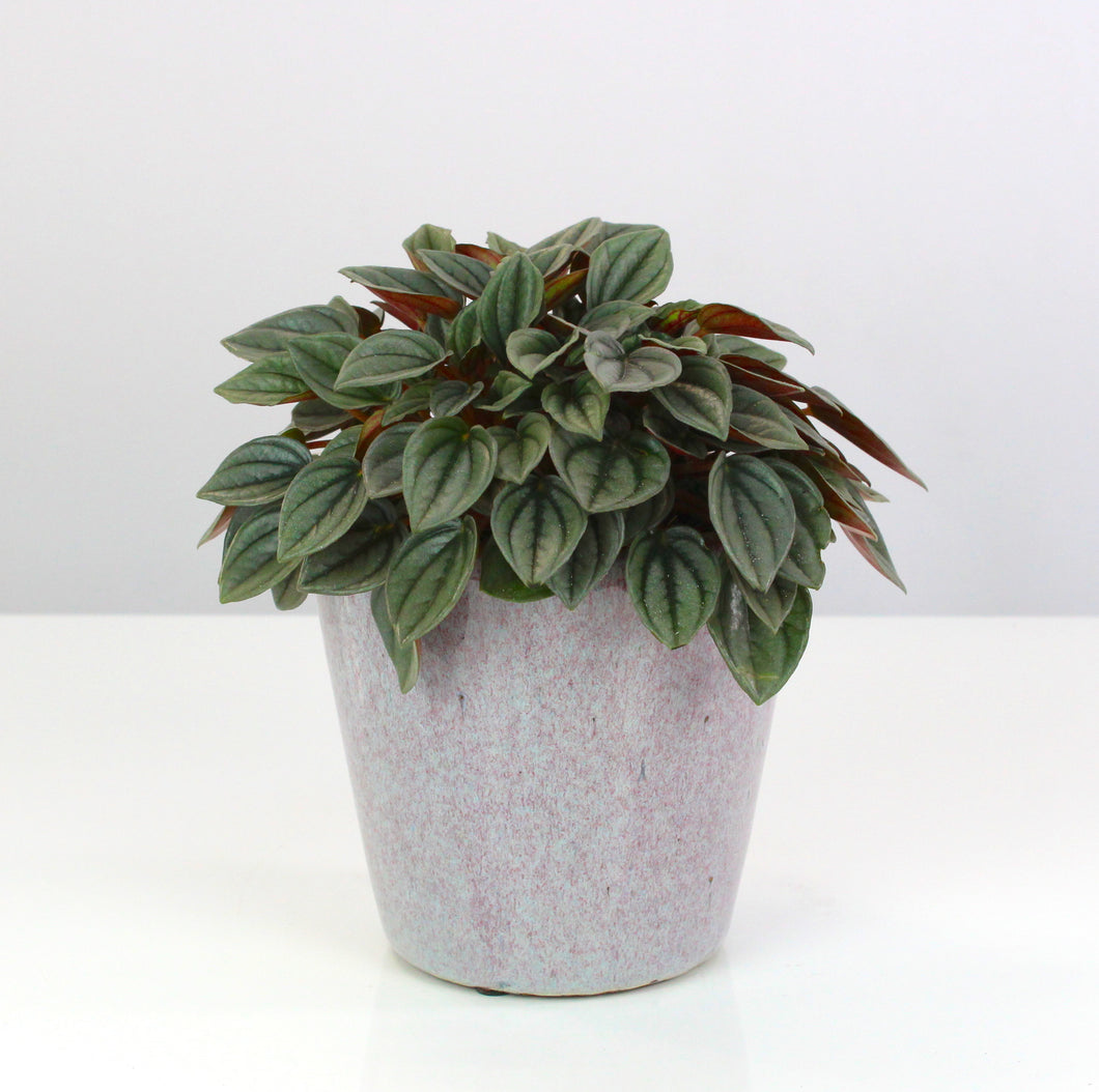 Peperomia 'Napoli Nights'