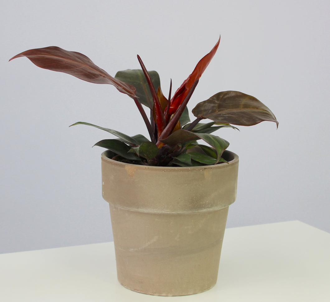 Philodendron 'Cherry Red'