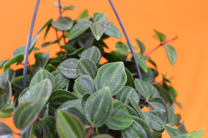 Peperomia angulata 'Rocca verde'