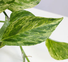 Load image into Gallery viewer, Epipremnum aureum &#39;Marble Queen&#39;
