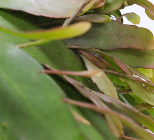 Pseudorhipsalis ramulosa 'Red Coral'