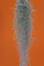 Load image into Gallery viewer, Tillandsia usneoides
