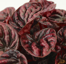 Load image into Gallery viewer, Peperomia caperata &#39;Schumi Red&#39;
