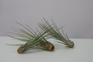 Tillandsia juncea