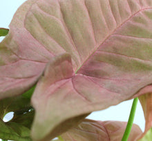 Load image into Gallery viewer, Syngonium podophyllum &#39;Neon Robusta&#39;
