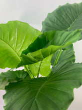 Load image into Gallery viewer, Alocasia gageana
