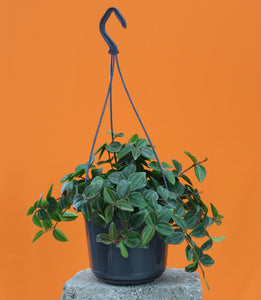 Peperomia angulata 'Rocca verde'