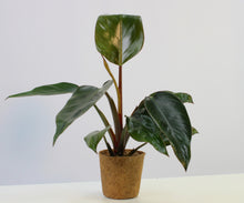 Load image into Gallery viewer, Philodendron &#39;Rojo Congo&#39;
