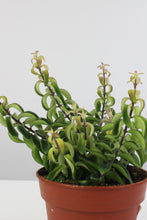 Load image into Gallery viewer, Aeschynanthus radicans &#39;Twister&#39;
