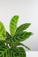 Load image into Gallery viewer, Calathea zebrina
