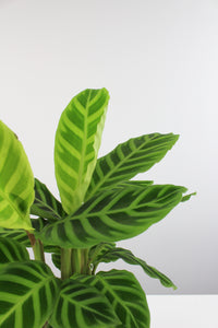 Calathea zebrina