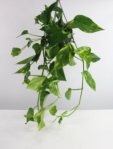 Epipremnum aureum - Devils Ivy, Pothos