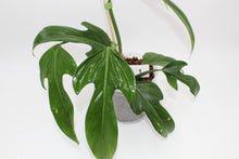 Load image into Gallery viewer, Philodendron panduriforme
