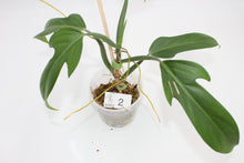 Load image into Gallery viewer, Philodendron panduriforme
