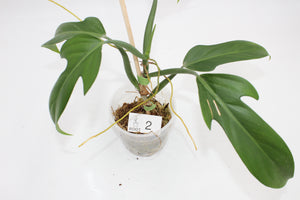 Philodendron panduriforme