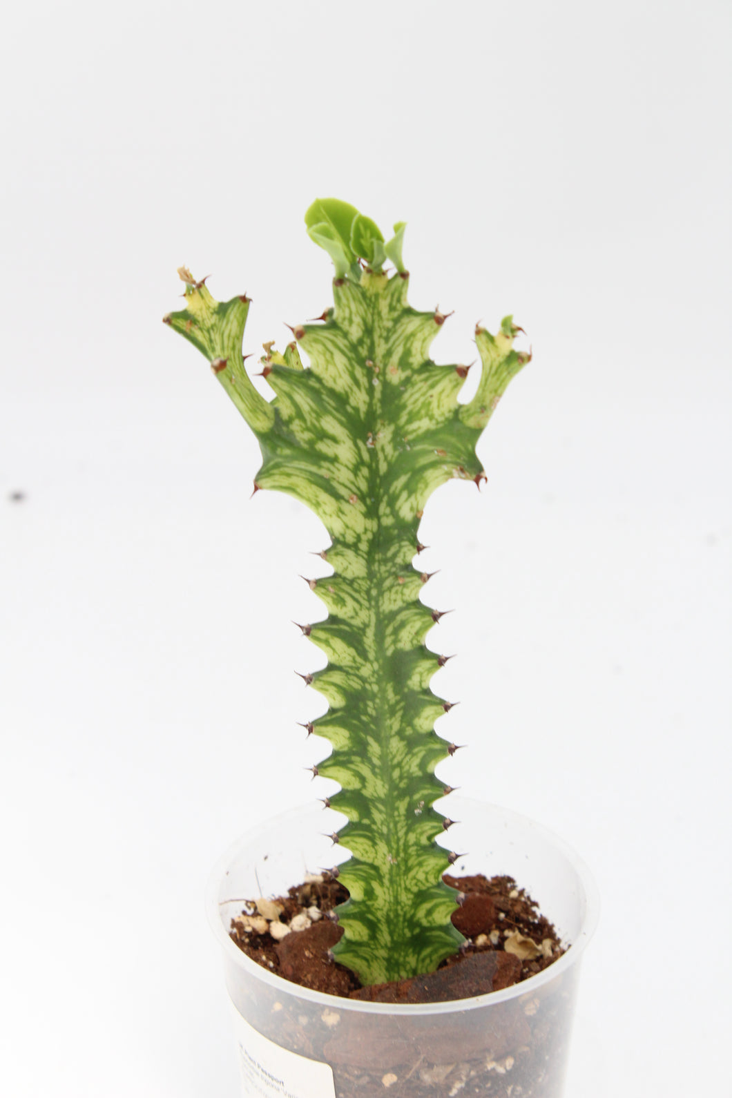Euphorbia erythraea forma variegata