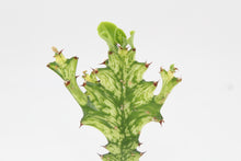 Load image into Gallery viewer, Euphorbia erythraea forma variegata
