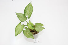 Load image into Gallery viewer, Syngonium podophyllum &#39;Mouse Ears&#39;
