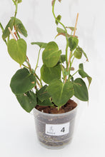Load image into Gallery viewer, Philodendron lupinum

