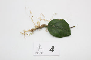 Hoya fungii hybrid