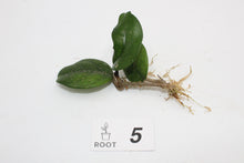 Load image into Gallery viewer, Hoya fungii hybrid
