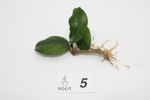 Hoya fungii hybrid