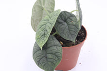 Load image into Gallery viewer, Alocasia melo
