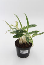 Load image into Gallery viewer, Aglaonema &#39;Zebra Feathers&#39;

