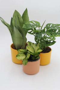 Series planter