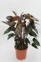 Load image into Gallery viewer, Anthurium andraeanum &#39;Black Beauty&#39;
