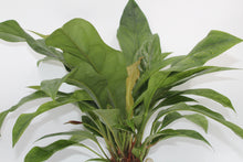 Load image into Gallery viewer, Anthurium crassinervium var. crassinervium (Jungle Bush)
