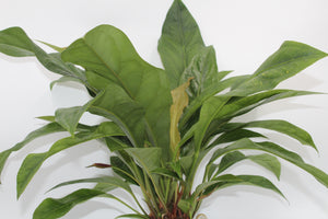 Anthurium crassinervium var. crassinervium (Jungle Bush)