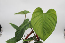 Load image into Gallery viewer, Philodendron sp. &#39;Fuzzy Petiole&#39;
