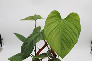 Philodendron sp. 'Fuzzy Petiole'