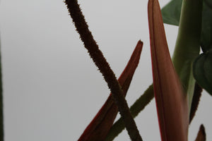 Philodendron sp. 'Fuzzy Petiole'
