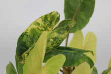 Load image into Gallery viewer, Philodendron burle-marxii
